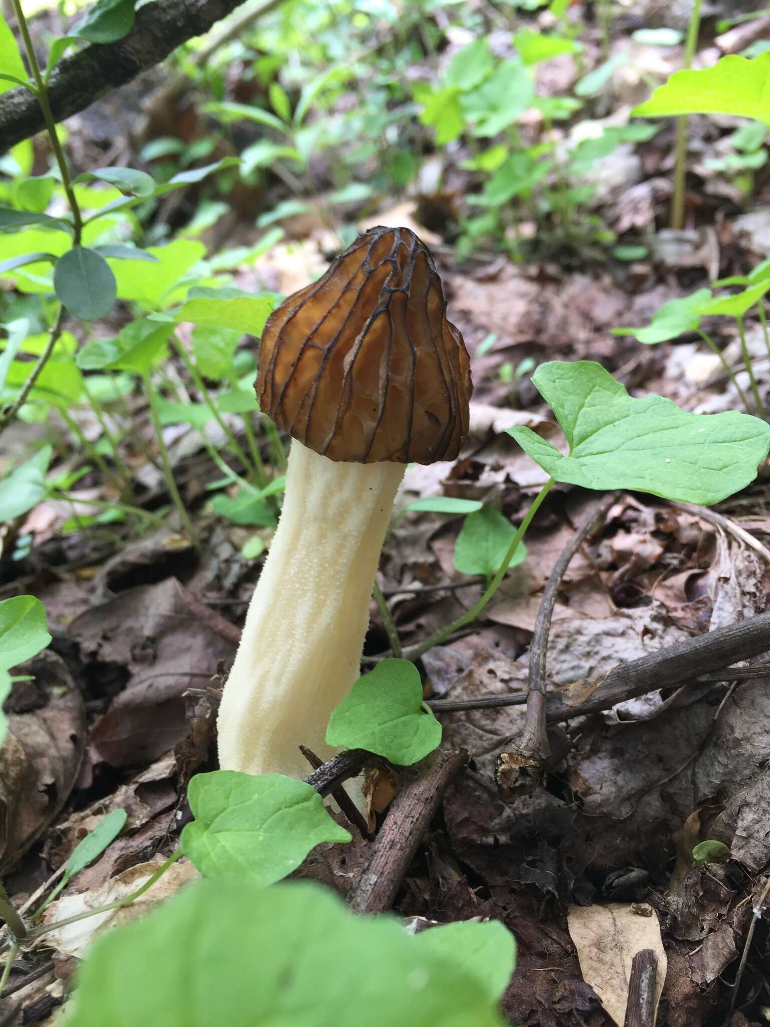 Image of Morchella punctipes Peck 1903