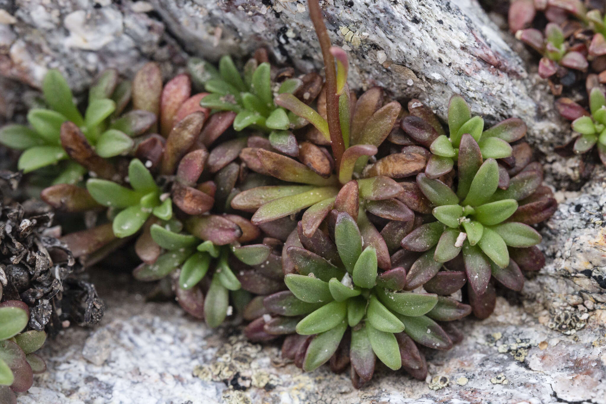 Plancia ëd Saxifraga chrysantha A. Gray