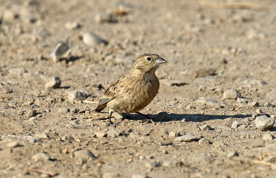 Image of Chestnut-collared Longspur