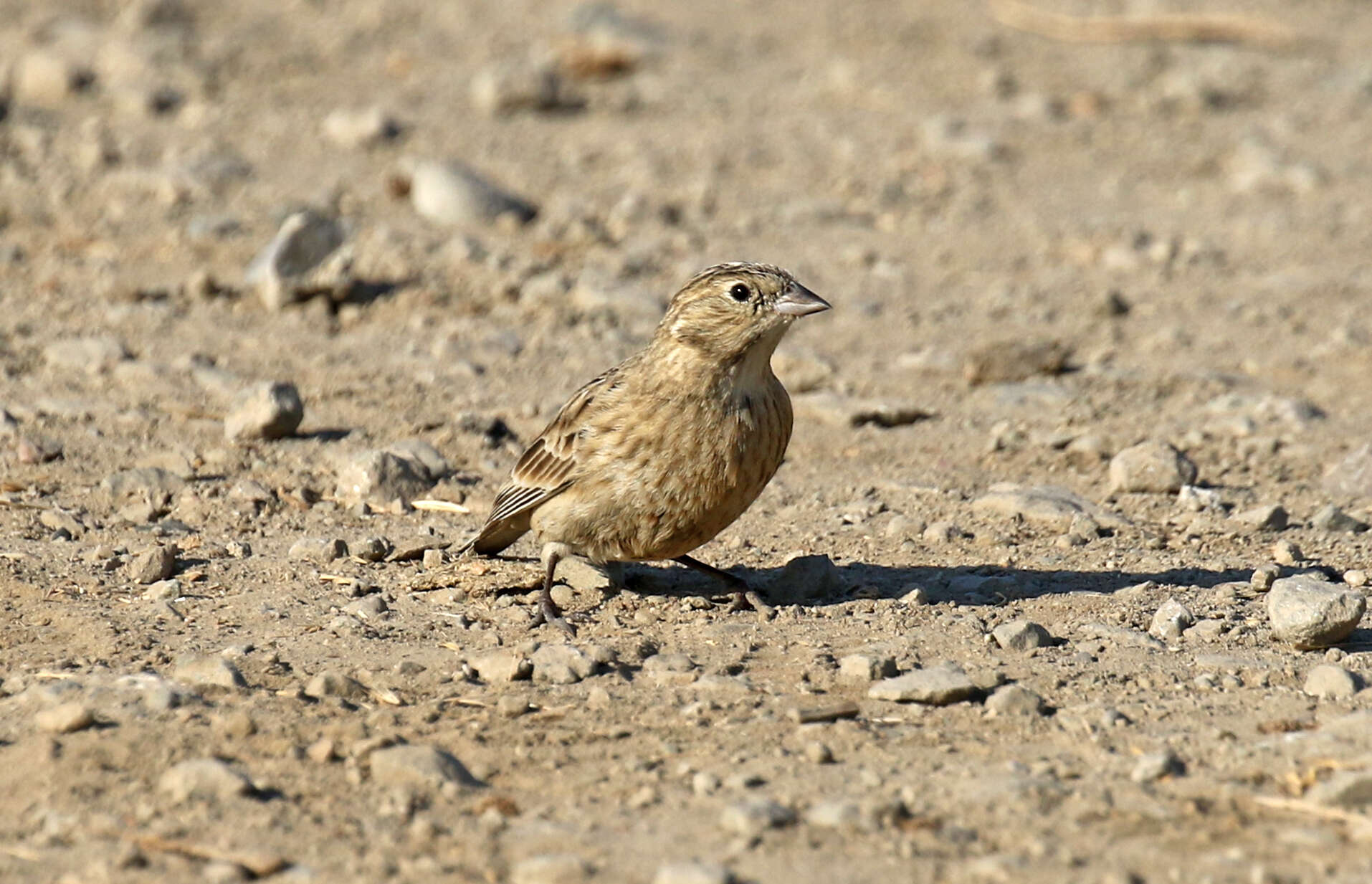 Слика од Calcarius ornatus (Townsend & JK 1837)