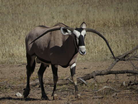 Image of Grazing antelope