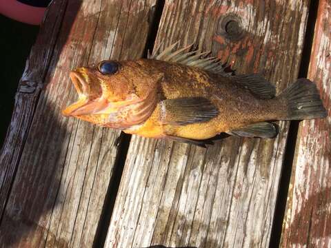 Image of Quillback rockfish