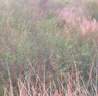 Слика од Vachellia farnesiana var. pinetorum (F. J. Herm.) Seigler & Ebinger