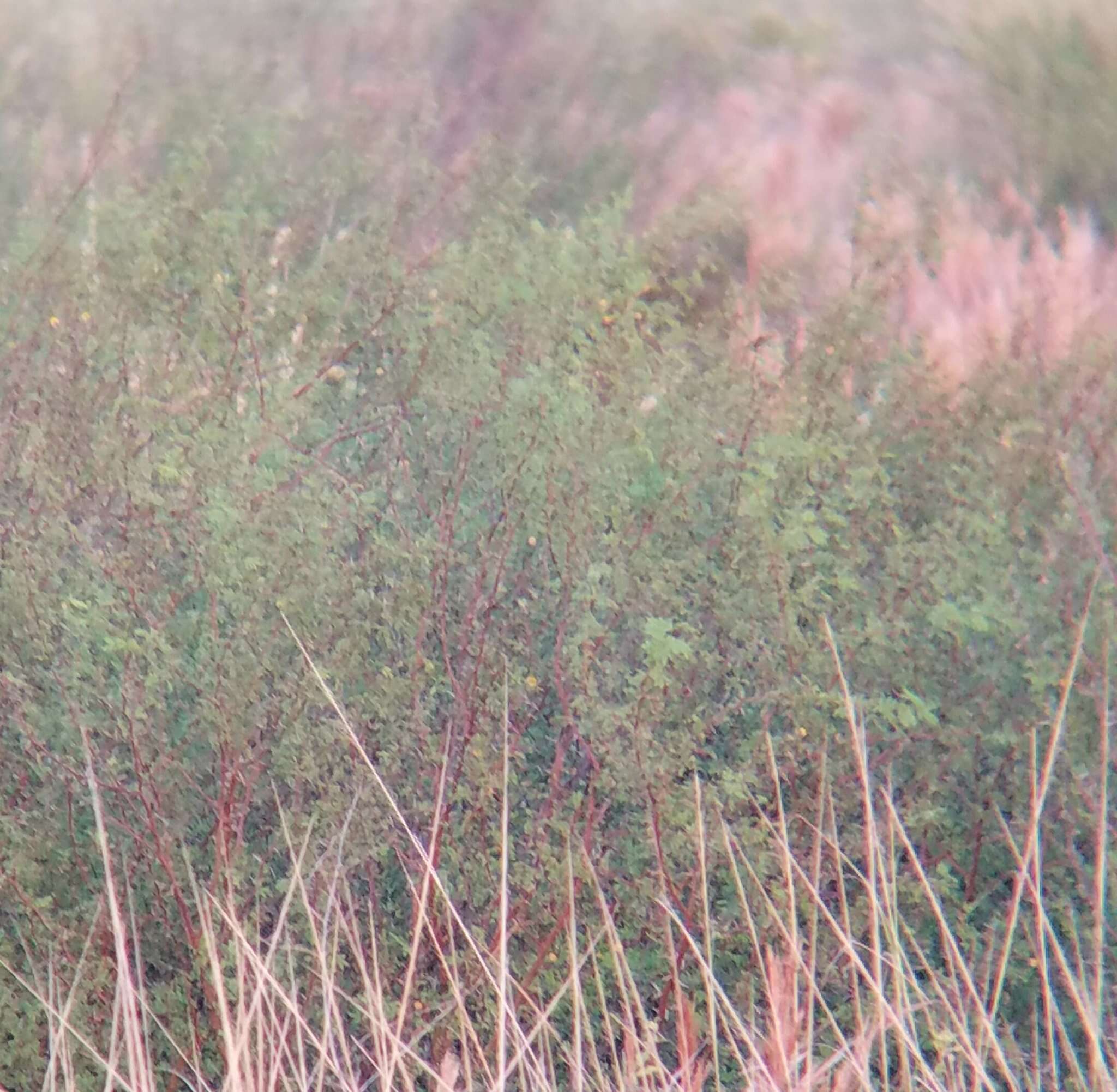 Слика од Vachellia farnesiana var. pinetorum (F. J. Herm.) Seigler & Ebinger