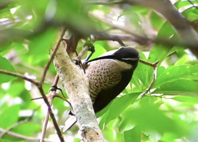 Image of Paradise Riflebird