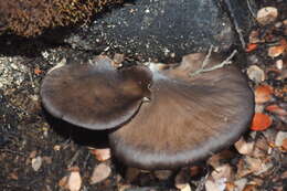 Pleurotus purpureo-olivaceus (G. Stev.) Segedin, P. K. Buchanan & J. P. Wilkie 1995 resmi