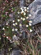 Imagem de Diapensia lapponica var. obovata F. Schmidt