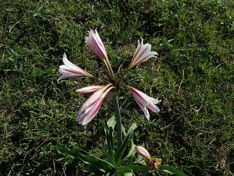 Imagem de Crinum bulbispermum (Burm. fil.) Milne-Redh. & Schweick.