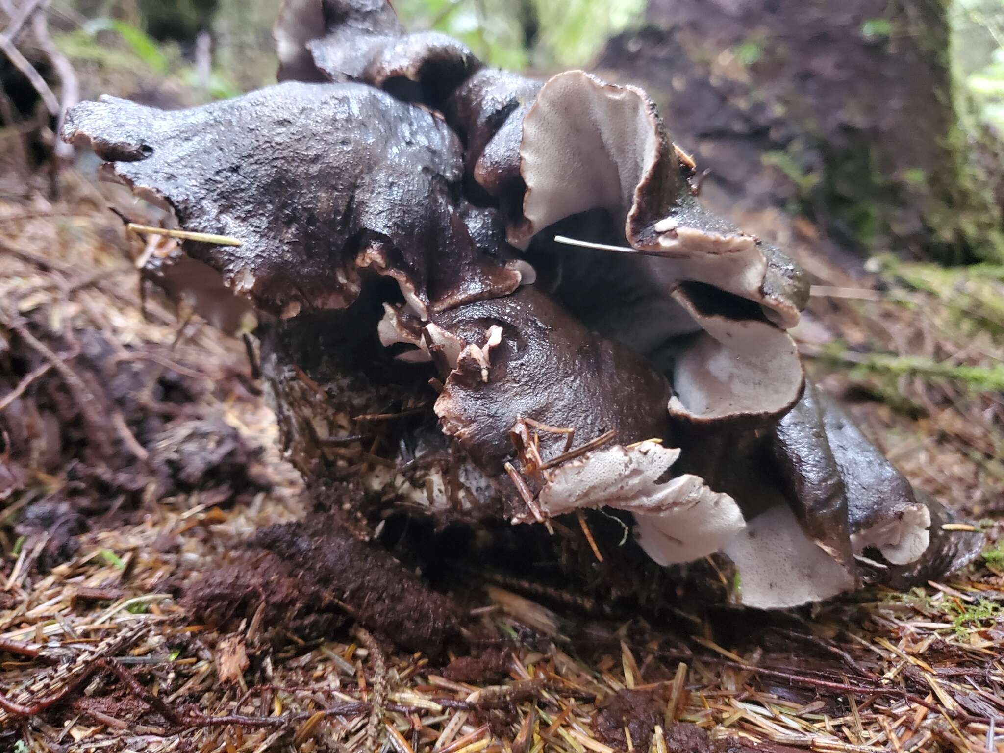 Image de Polypore blanc-et noir