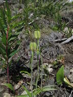 Image of Fritillaria dagana Turcz.