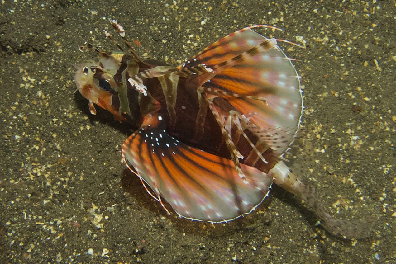 Image of Zebra lionfish