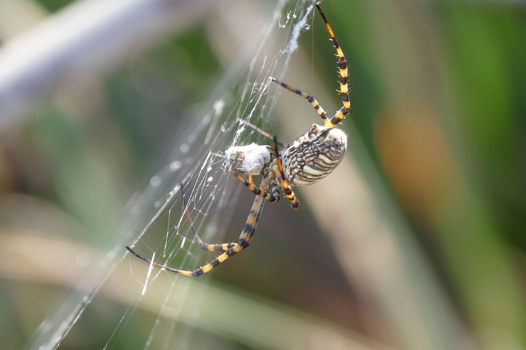 Image of Banded Argiope