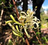 Image of Turraea pubescens Hellen.