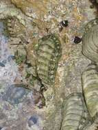 Image of West Indian green chiton