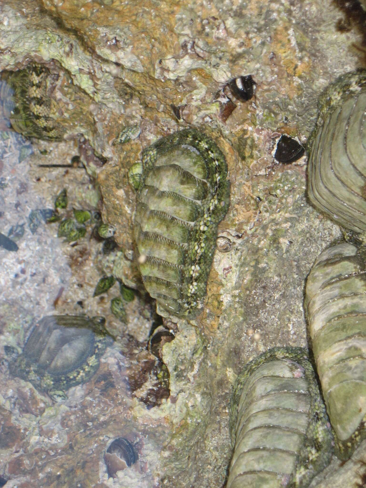 Image of West Indian green chiton