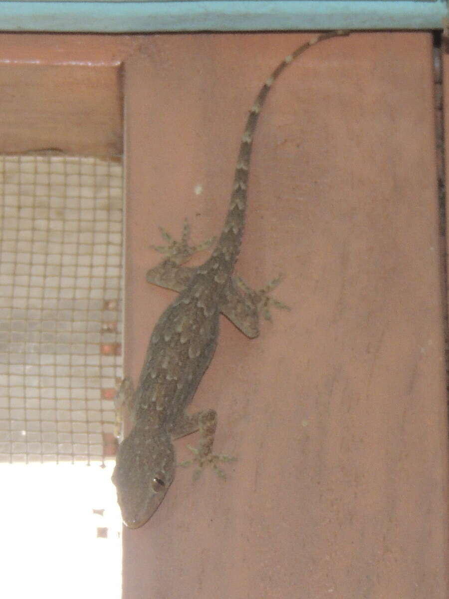 Image of Bark Gecko