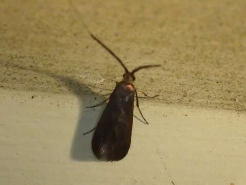 Image of Southern Longhorn Moth