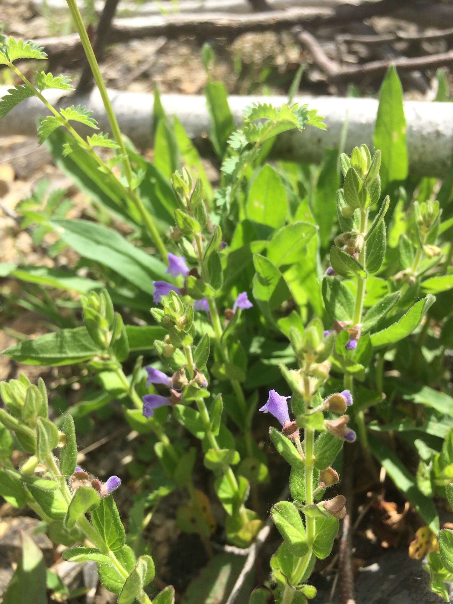 Image of small skullcap