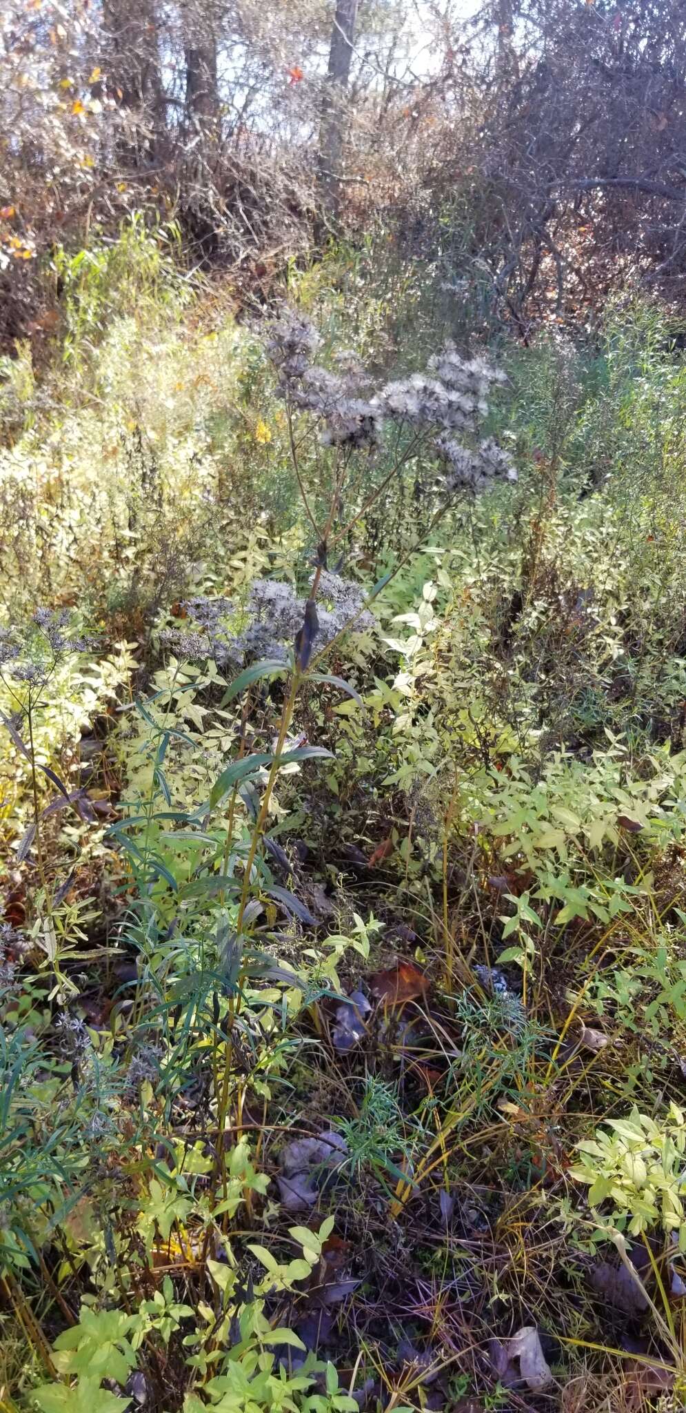 Plancia ëd Eupatorium novaeangliae (Fern.) V. Sullivan ex A. Haines & Sorie