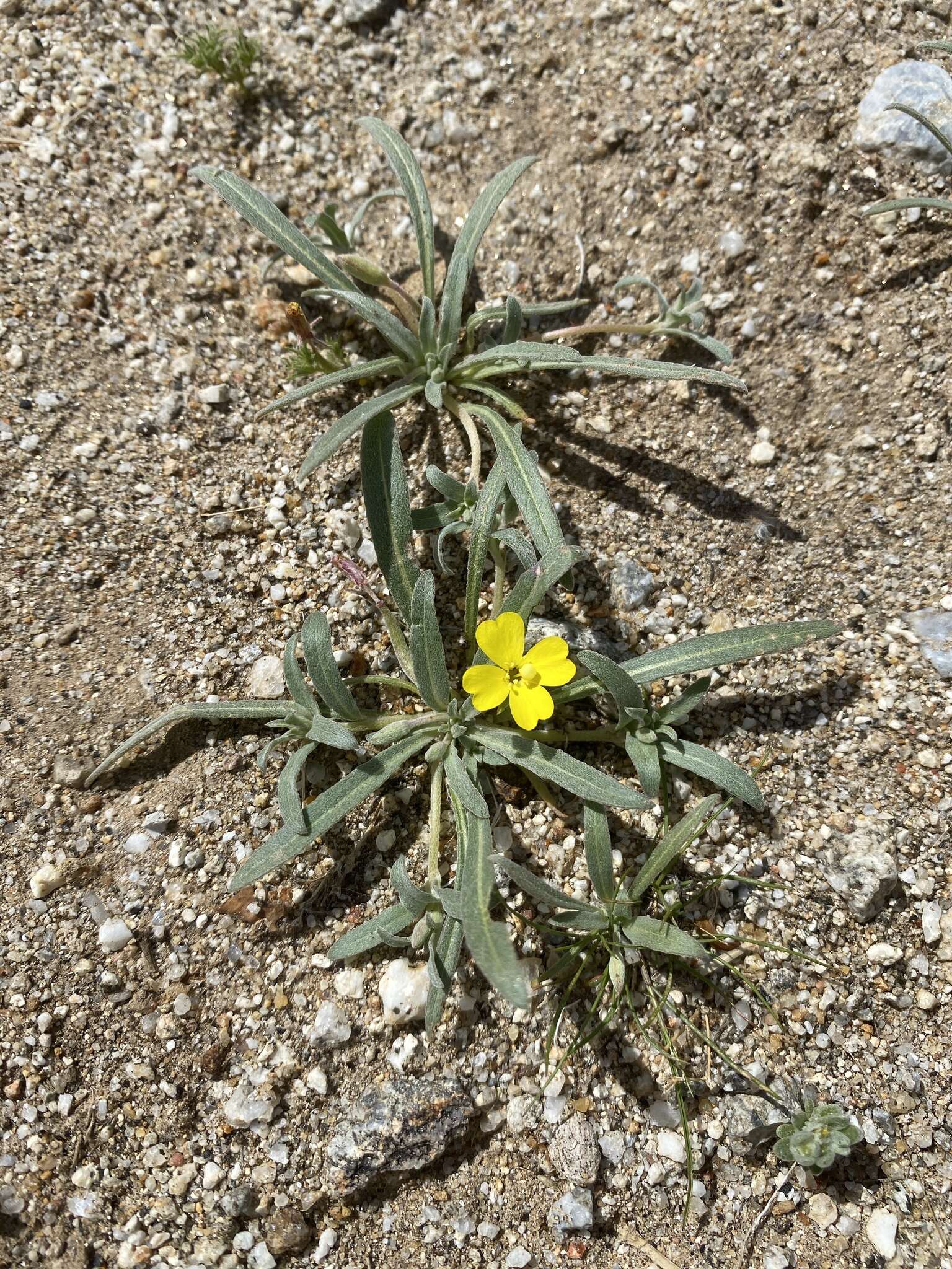 Image of paleyellow suncup