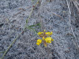 Image of Rhynchosia ferulifolia Harv.