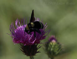 Image of Bombus pauloensis Friese 1912