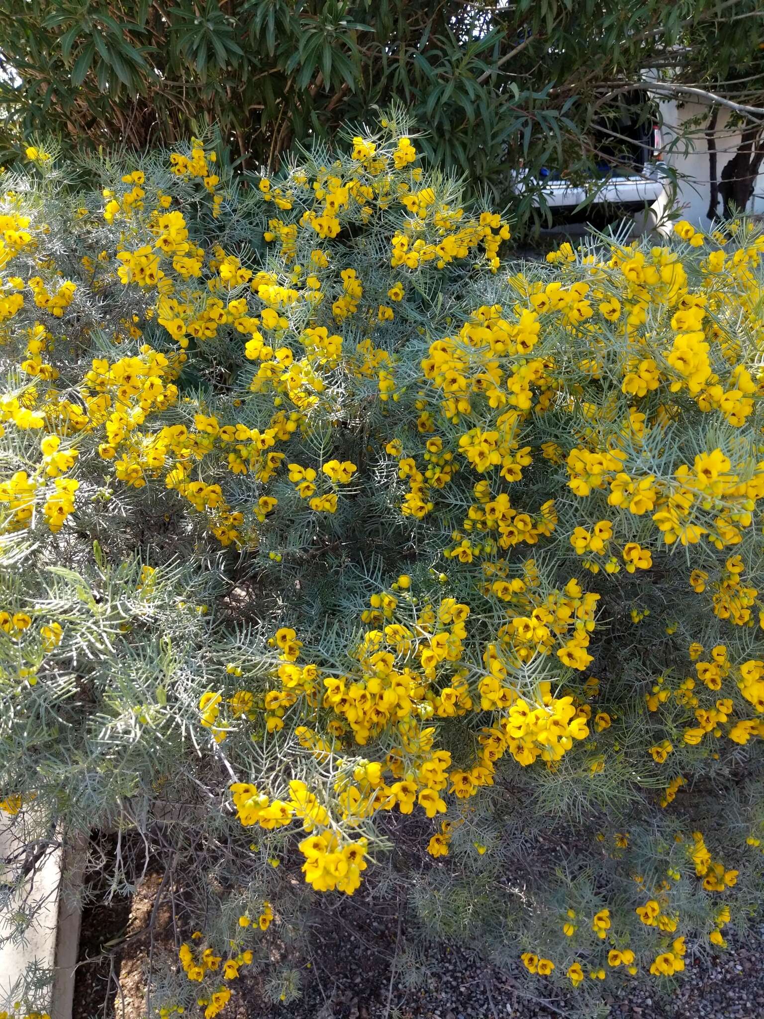 Image of Burnt-leaved Acacia