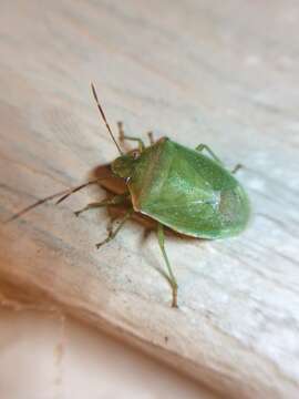 Image of Stink bug