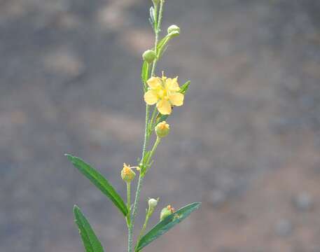 Image of Sidastrum lodiegense (E. G. Baker) P. A. Fryxell