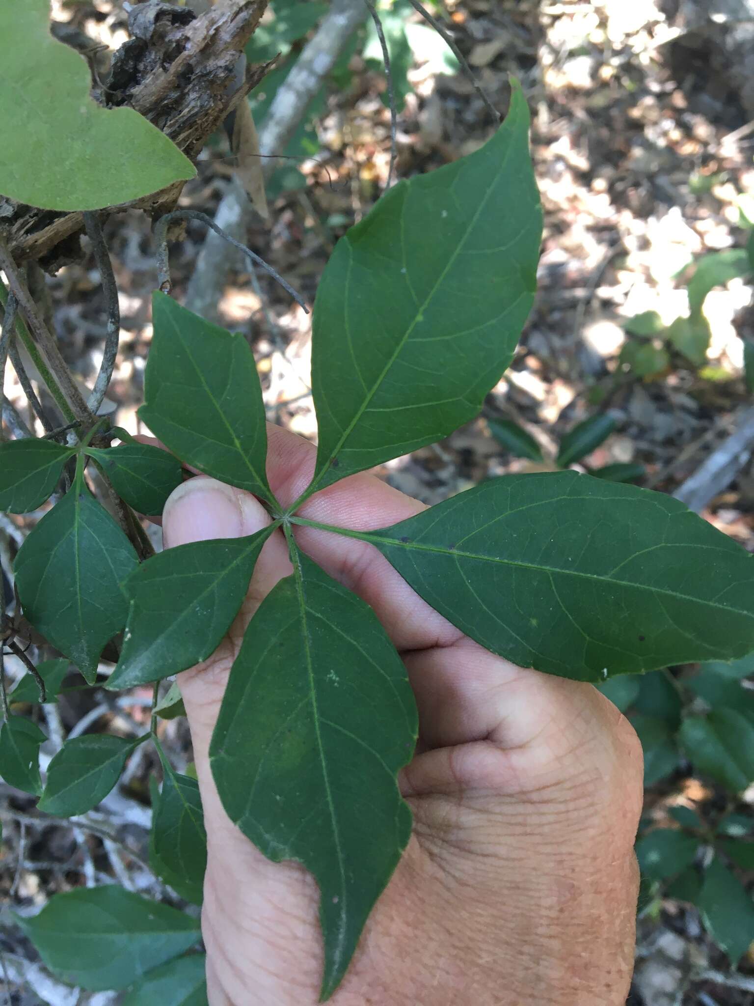 Imagem de Clematicissus opaca (F. Müll.) Jackes & Rossetto