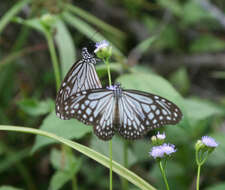 Parantica aglea melanoides的圖片