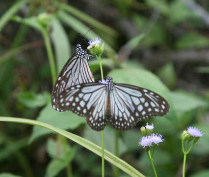 Image of Parantica aglea melanoides