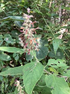 Image de Salvia lasiantha Benth.