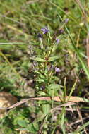 Image of autumn dwarf gentian