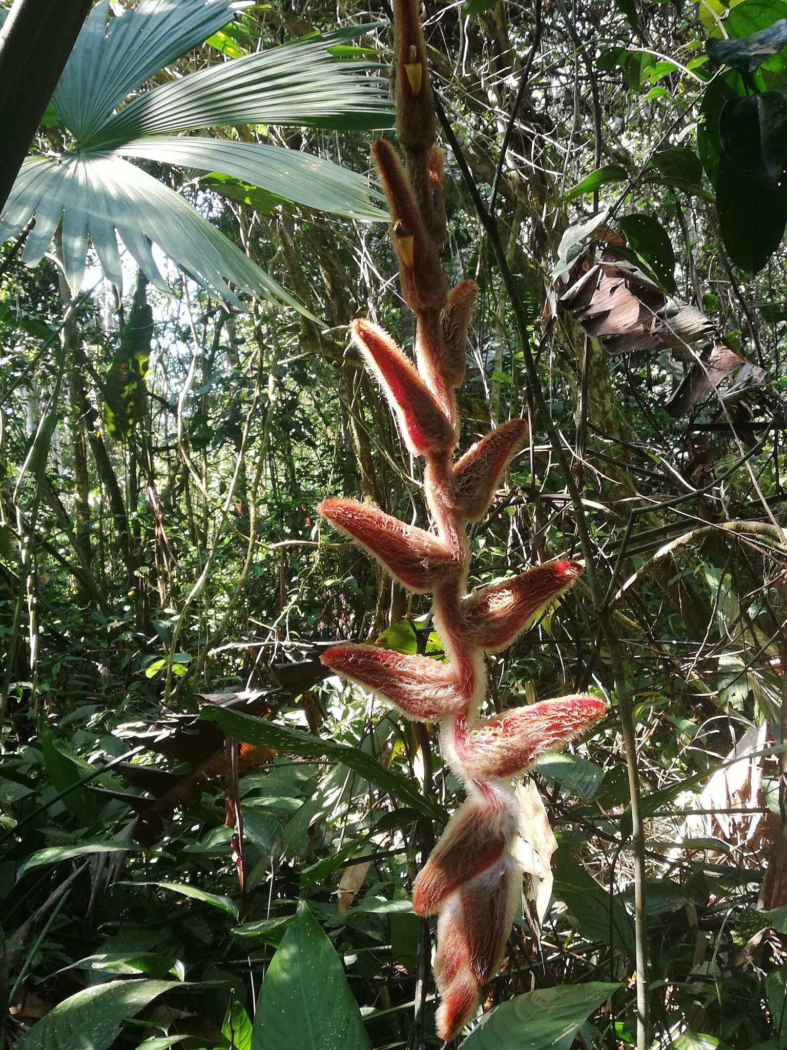 Image of Heliconia vellerigera Poepp.