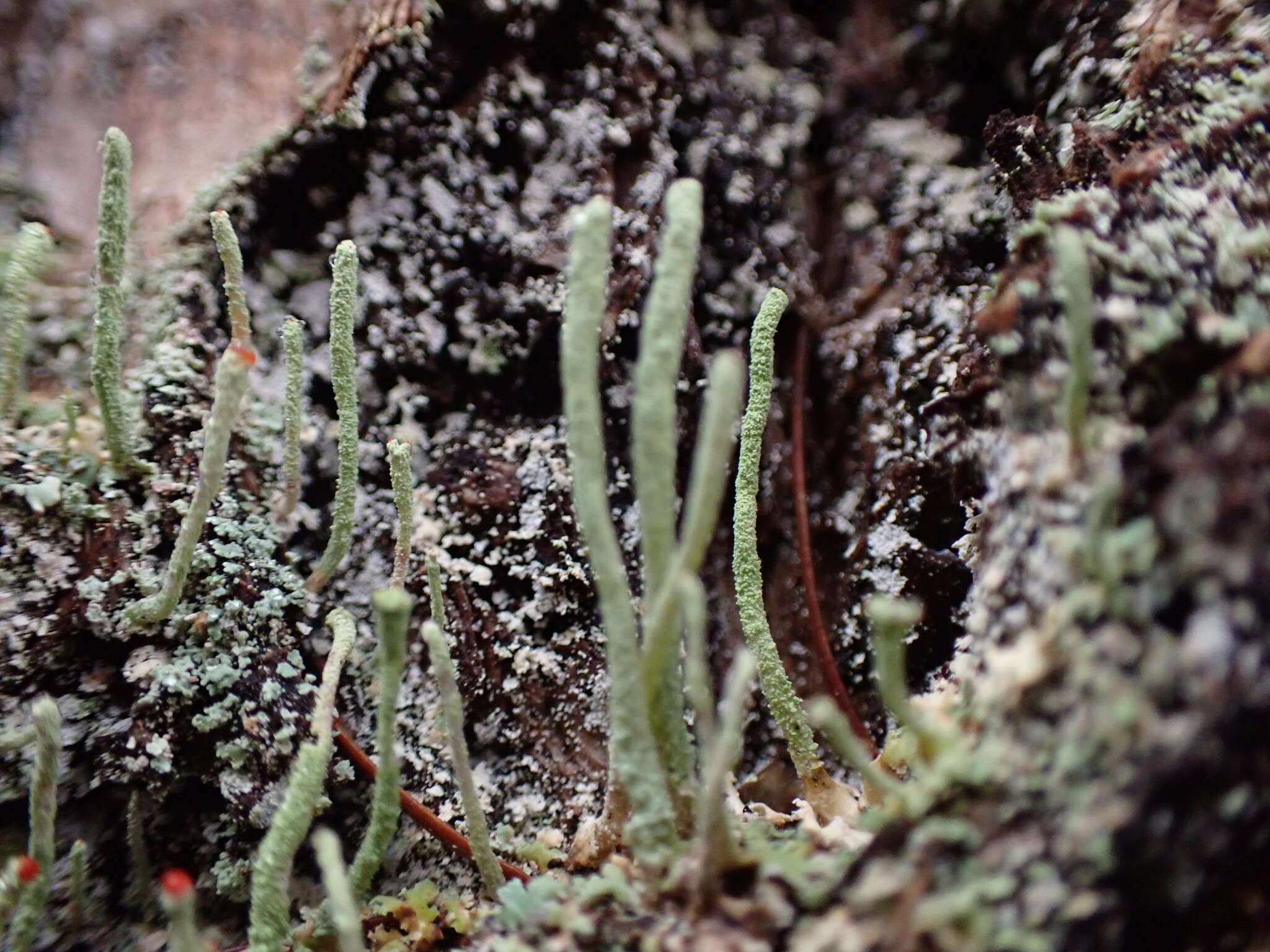 Image of transcend cup lichen