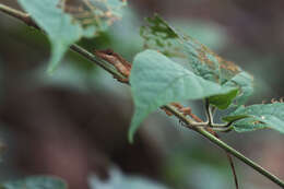 Image of Anolis apletophallus Köhler & Sunyer 2008