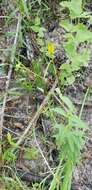 صورة Coreopsis major Walt.