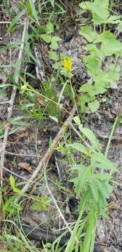 صورة Coreopsis major Walt.