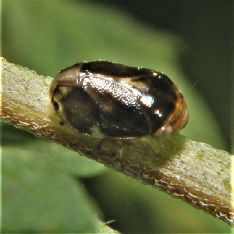 Image of Sunflower Spittlebug