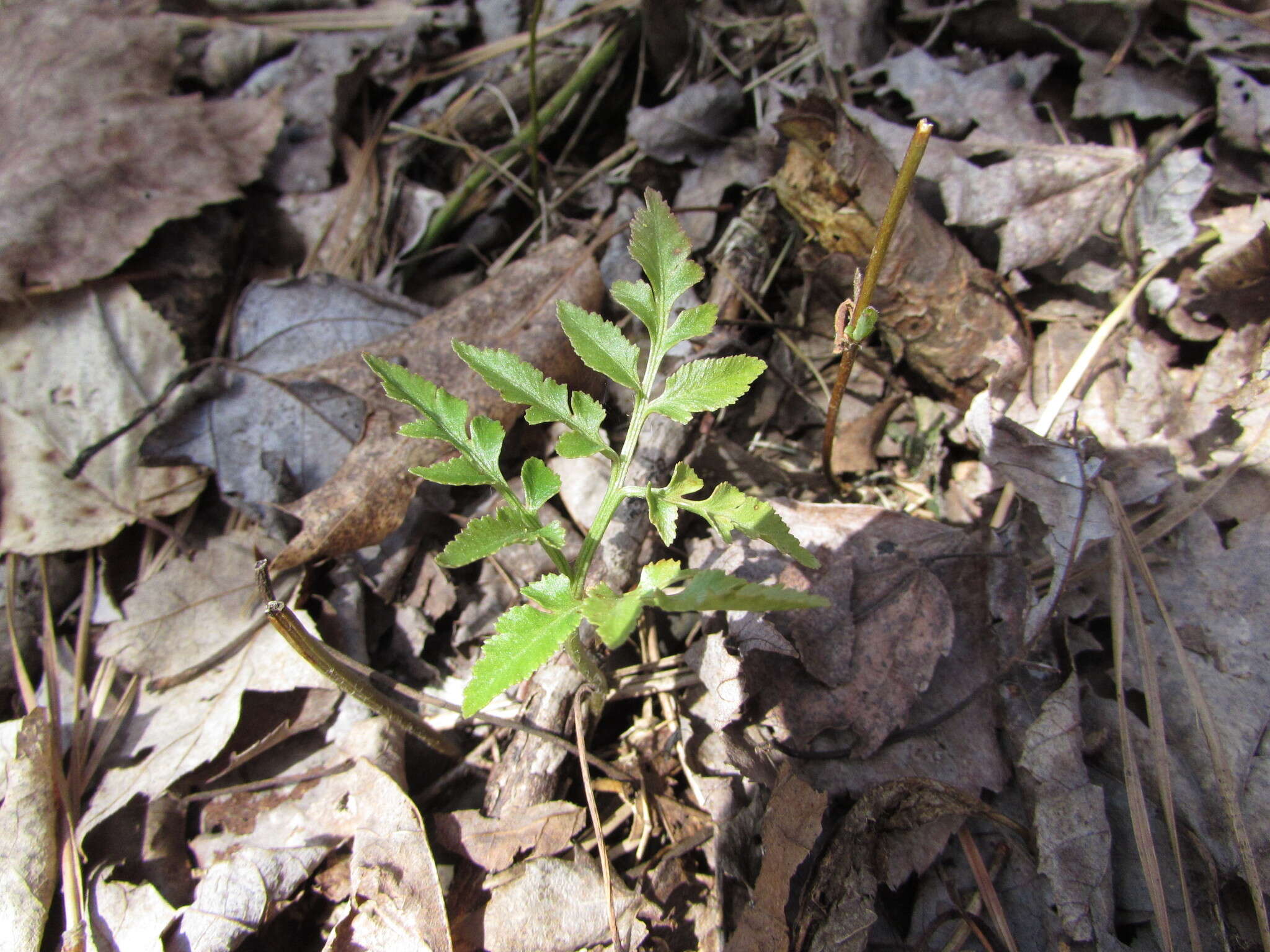 Image of Cut-Leaf Grape Fern