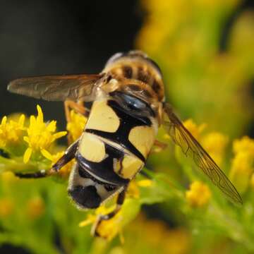 Image of Helophilus trivittatus (Fabricius 1805)