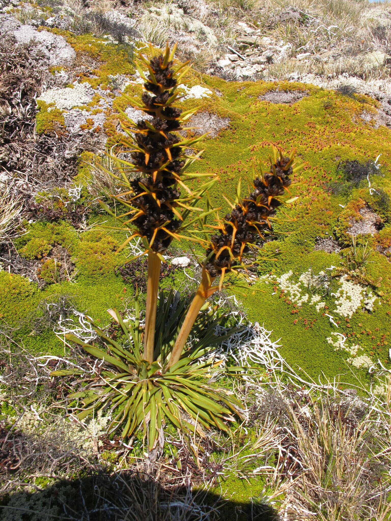 Image of Aciphylla hectori J. Buch