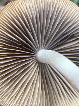 Image de Psathyrella pennata (Fr.) A. Pearson & Dennis 1948