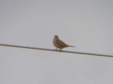 Image of Corn Bunting