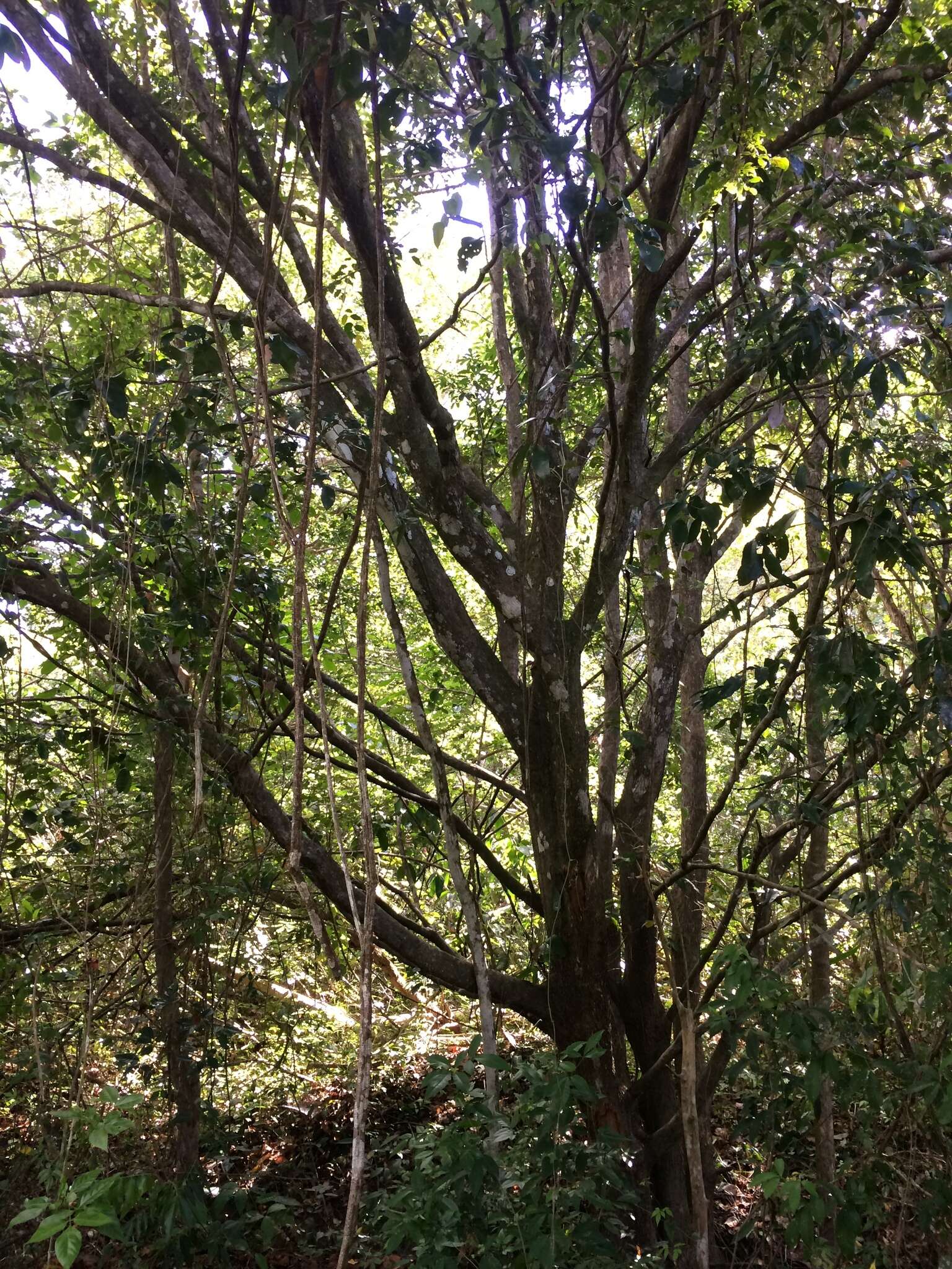 Image of Eschweilera ovata (Cambess.) Mart. ex Miers