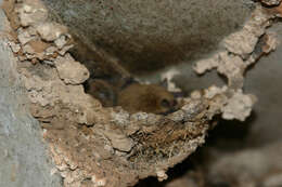 Image of Cave Myotis