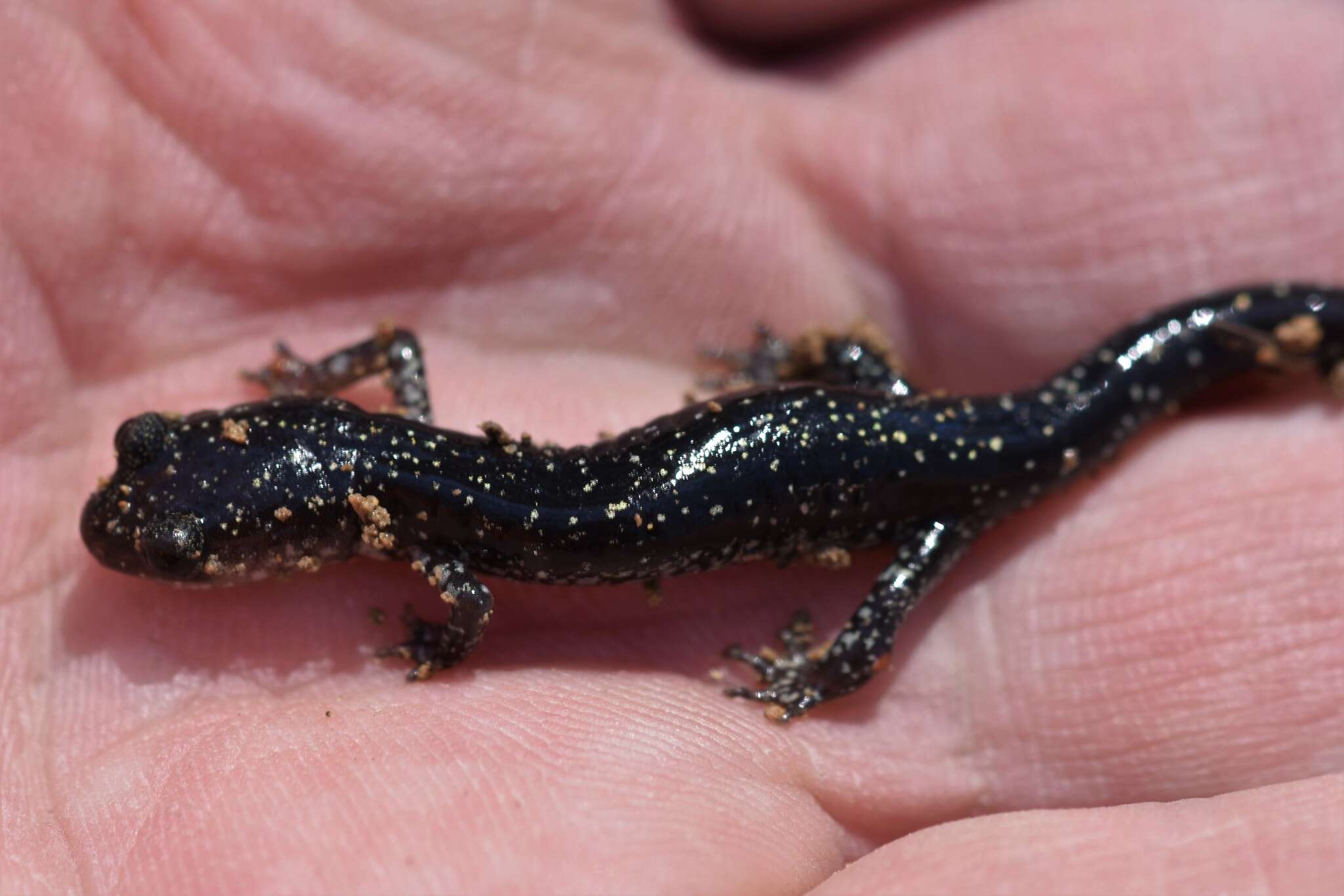 Image of Plethodon kiamichi Highton ex Highton, Maha & Maxson 1989