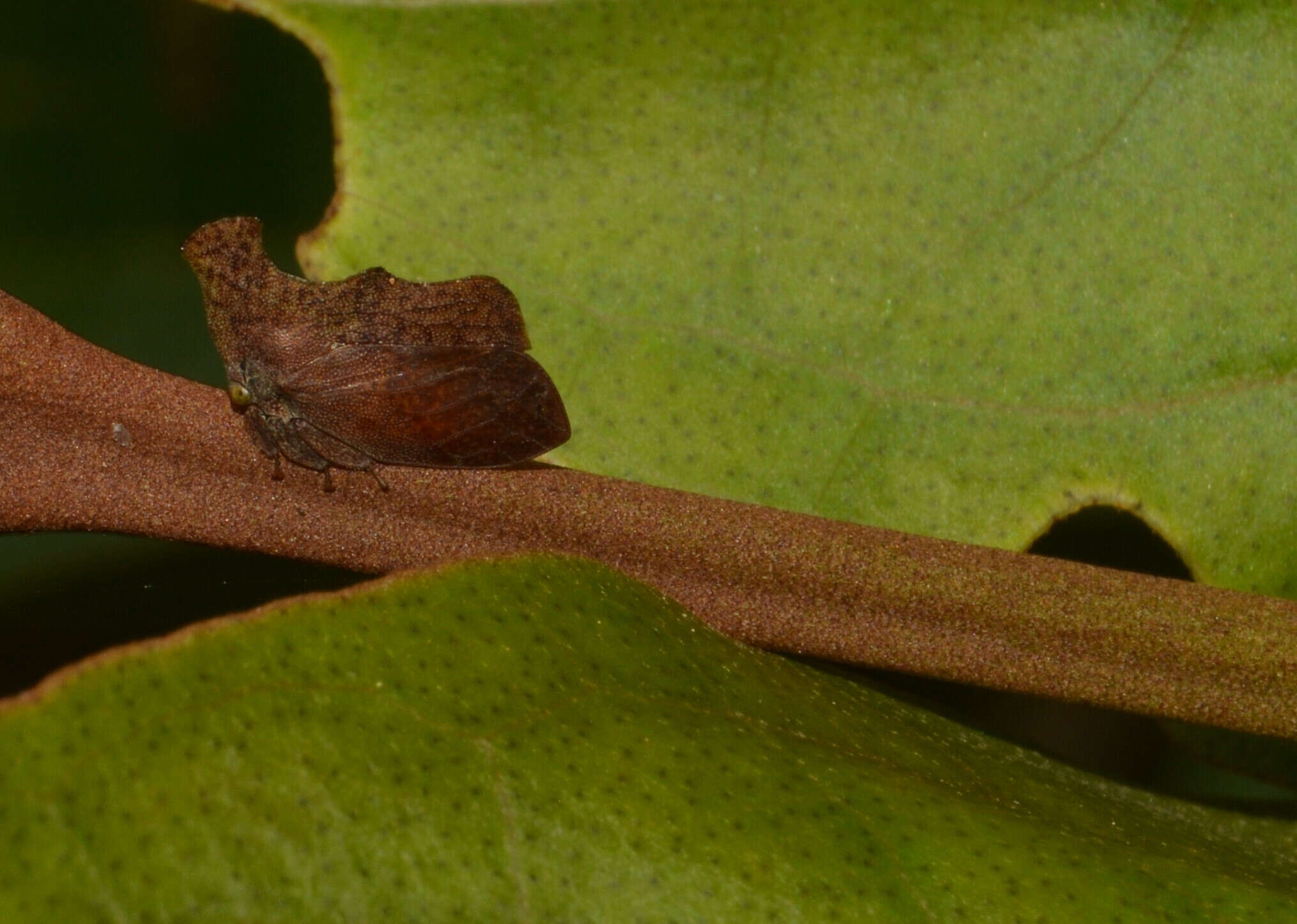 Image of Stegaspis fronditia Linnaeus 1758