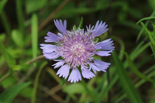 Image of Stokesia